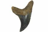 Rare, Fossil Mackerel Shark (Parotodus) Tooth - North Carolina #182696-1
